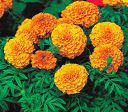 Hudgle Marigold Multi Color Flower Seeds For Home Gardening (50 seeds Pack)...