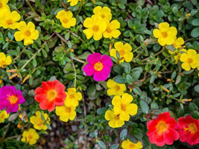 Hudgle Portulaca M Color Flower Seeds For Home Gardening (200 seeds Pack)