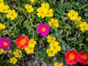 Hudgle Portulaca M Color Flower Seeds For Home Gardening (200 seeds Pack)...
