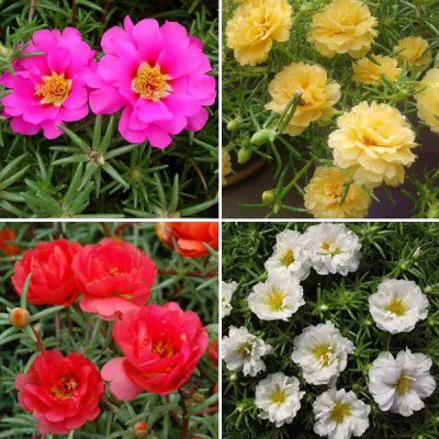 Hudgle Portulaca Mox M5 Color Flower Seeds For Home Gardening (200 seeds Pack)