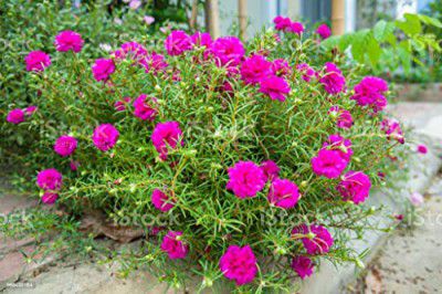 Hudgle Portulaca Pink Color Flower Seeds For Home Gardening (200 seeds Pack)