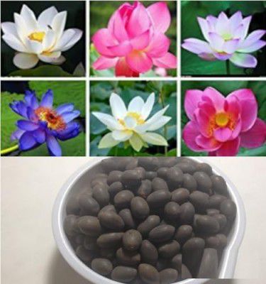 Hudgle Water Lily Flower Seeds (Pack Of 20 Seeds) - All Mix Colors… Growing Lotus Brings Positive Vibrations According To Vaastu Shastra…2023_hudgle_8989856