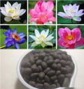 Hudgle Water Lily Flower Seeds (Pack Of 20 Seeds) - All Mix Colors… Growing Lotus Brings Positive Vibrations According To Vaastu Shastra…2023_hudgle_8989856...
