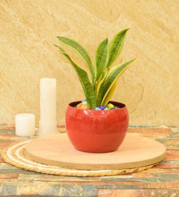 Hudson Iron Red Desk Pot