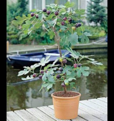 ibains Gular/Cluster Fig Plant  (Hybrid, Pack of 1)