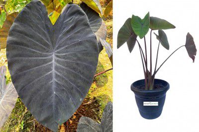 Indian gardens - Colocasia Black Magic Indoor Plant
