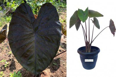 Indian gardens - Colocasia Diamond head Indoor Plant