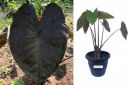 Indian gardens - Colocasia Diamond head Indoor Plant...