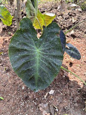 Indian gardens - Colocasia Esculenta Indoor Plant