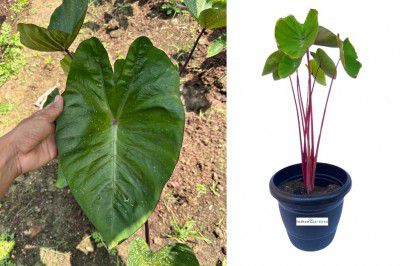 Indian gardens - Colocasia Hawaii Punch Indoor Plant