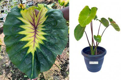 Indian gardens - Colocasia Light Pillar Indoor Plant