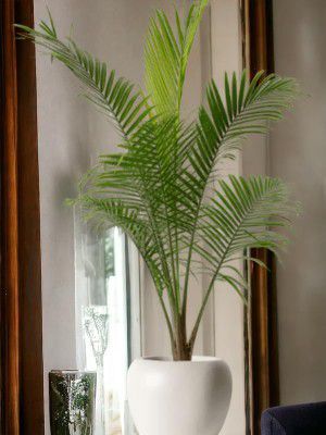 Indoor plants for living room bonsai,Indoor Outdoor Decoration Natural Live A Big Size "Chinese palm" Tree