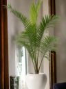 Indoor plants for living room bonsai,Indoor Outdoor Decoration Natural Live A Big Size "Chinese palm" Tree...