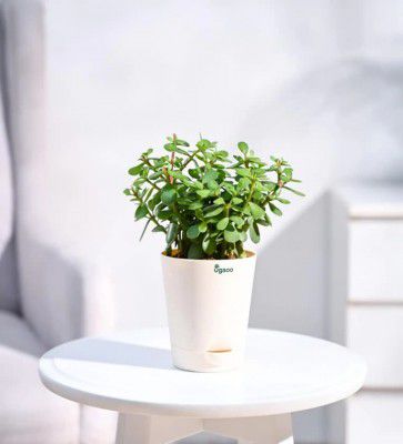 Jade Mini Natural Plant In White Self Watering Plastic Pot