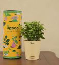 Jade Mini Natural Plant In White Self-Watering Plastic Pot...