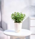 Jade Mini Natural Plant In White Self Watering Plastic Pot...