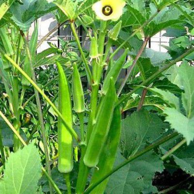 JasBerk Premium Okra Bhindi Ladies Finger Seed (50 per packet)