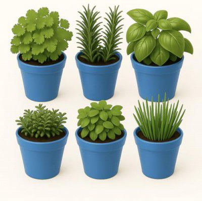 Kraft Seeds by 10club 6" Fleshy Flower Planters – Blue – Pack of 6