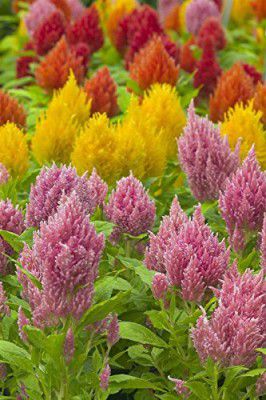Kraft Seeds Celosia plumose Ice Cream Series Mix Seeds (Multicolour 20 Pieces)