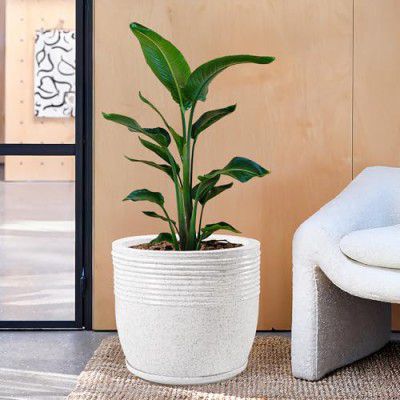Kuber Industries 16-Inch Roto Mould German Polymer Extra Large Big Size Flower Pot  - White