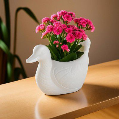 Kuber Industries Plastic Duck Shape Small Plant Pot 