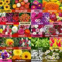 Leafy Tales 20 Varieties of Summer & Winter Flower Seeds (Multicolour) (Model: Flower -20)...