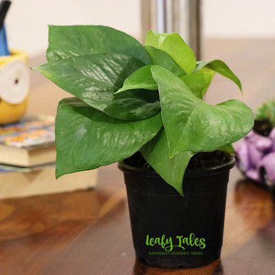 Leafy Tales Green Money Plant Live Plant in Black Plastic Pot (Golden Pothos) | NASA Indoor Plant