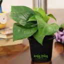 Leafy Tales Green Money Plant Live Plant in Black Plastic Pot (Golden Pothos) | NASA Indoor Plant...