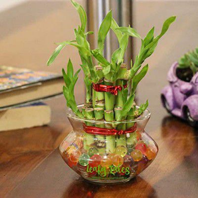 Leafy Tales Lucky Bamboo with Glass Bowl