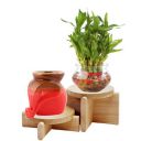Leafy Tales Lucky Bamboo with Glass Bowl...