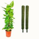 Leafy Tales Plant Support Moss Stick- Green Grass Pole for Plants Support, Support Stick for Money Plant, Climbing Indoor Plants(2 ft, Set of 2)...
