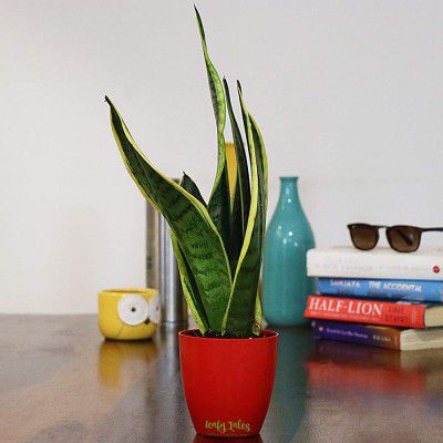 Leafy Tales Sansieveria Superba plant in Red Plastic Pot