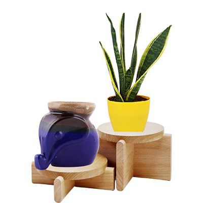 Leafy Tales Sansieveria Superba plant in Yellow Plastic Pot
