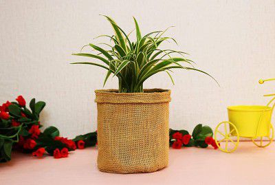 Leafy Tales Spider Plant in Yellow Plastic Pot, Air Purifying