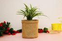 Leafy Tales Spider Plant in Yellow Plastic Pot, Air Purifying...