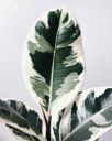 LITTLE JUNGLE Ficus Tineke White Variegated - Healthy Live Plant with Pot, Air Purifying Plant, Indoor Plants for Living Room, Gifting, Bedroom, Kitchen, Garden, Balcony, Home Décor & Office Desk...