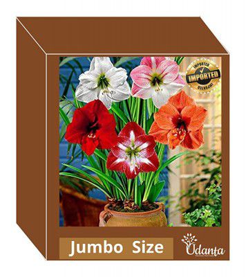 Live Green Amaryllis Jumbo Imported Big Size Excellent Quality pack of 2 By Udanta® Seeds