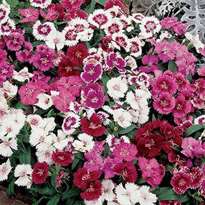 LIVE GREEN Flower Seeds | Dianthus Mix Flower Seeds For Home Gardening (60 seeds Pack)