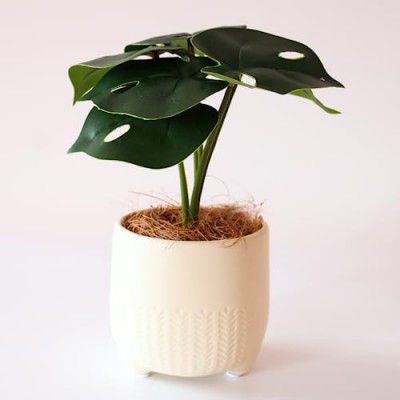 Maven Living - Artificial Plant with Ribbed Texture Pot | Artificial Plants For Home Decor | Small Artificial Plants With Pot | Decorative Items For Home Living Room | Plants for Home Decor | Artifici