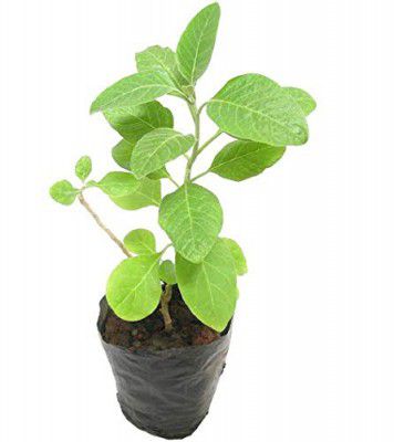 mnifera The Medicinal Ayurvedic Herb Plant Medicinal Plant