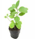 mnifera The Medicinal Ayurvedic Herb Plant Medicinal Plant...