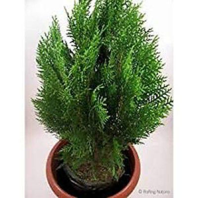 Morpankh plant with pot