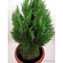 Morpankh plant with pot...