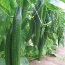 National Gardens Indian Cucumber Seeds (Pack of 30 Seeds)...