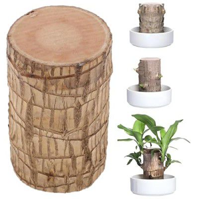 Oriley Brazilian Bamboo Lucky Wood Stick Good Luck Live Brazil Potted Plant Healthy (Pack of 1)