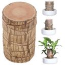 Oriley Brazilian Bamboo Lucky Wood Stick Good Luck Live Brazil Potted Plant Healthy (Pack of 1)...