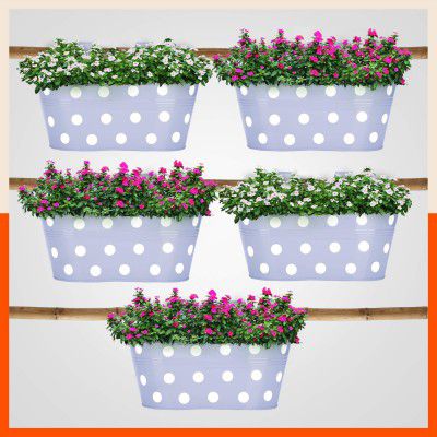 Patio by Bathla - ARA Hanging Metal Pot Holders / Planters for Home / Balcony / Garden |Corrosion Resistant with Detachable Double Hooks | Baby Blue - Set of 5
