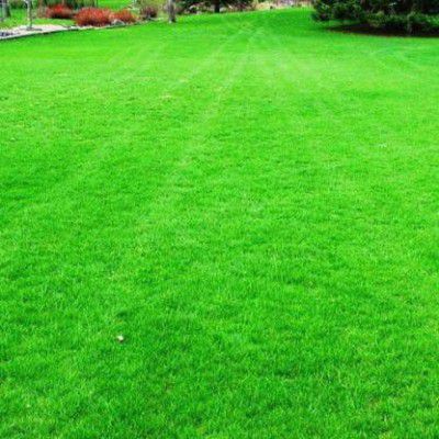 Paudha Graden Lawn Grass Seed  (55 per packet)