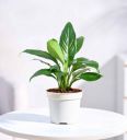 Peace Lily Natural Plant Grow Pot...