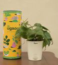 Philodendron Oxycardium Green Natural Plant In White Self Watering Plastic Po...